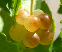 Uva Blanca o Negra